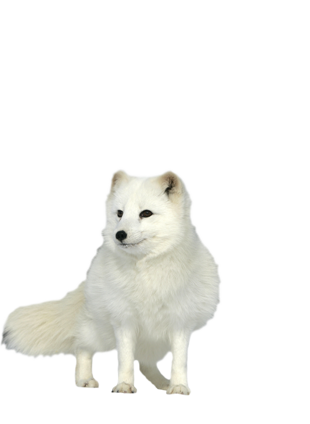 Arctic Fox Wildlife